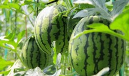 农民免费吃瓜视频大全,农民共享丰收喜悦视频大盘点